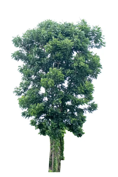 Grande albero isolato . — Foto Stock