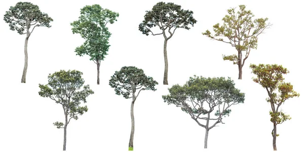 Συλλογή Δένδρων Που Απομονώνονται Λευκό Φόντο — Φωτογραφία Αρχείου