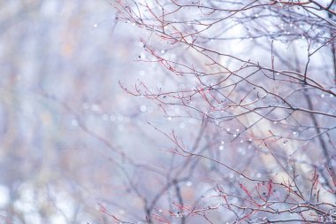 bir dal üzerinde yağmur damlaları. sığ alan derinliği. ışık arka plan