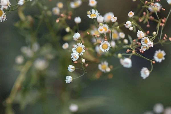 Sprig of chamomile — Stock Photo, Image