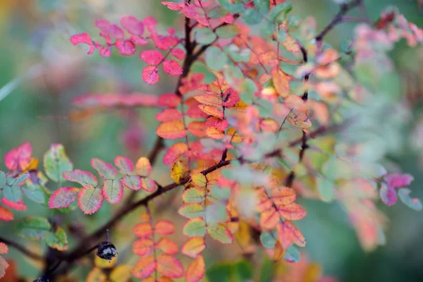 Bu fotoğrafta güzel bir sonbahar ağacı gösteriliyor.