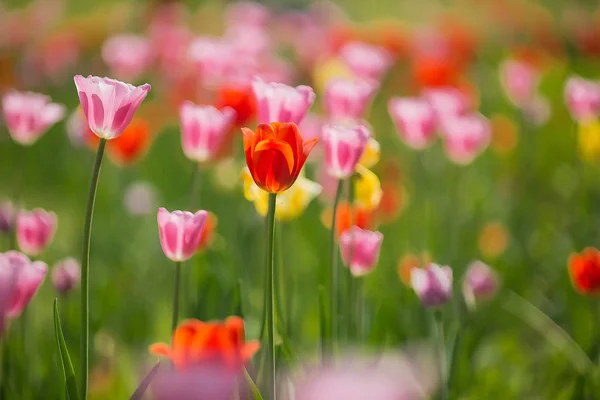 Lale çiçek yaprak yeşil arka planda lale alan ile 