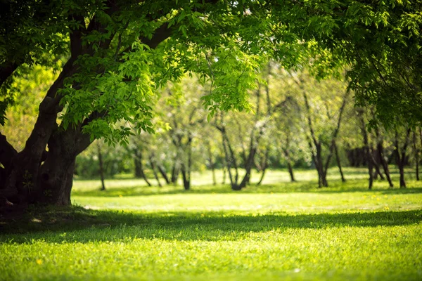 Güneşin doğuşu güzel parkta