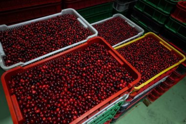 Yaban mersinli plastik tepsiler satışa hazır.