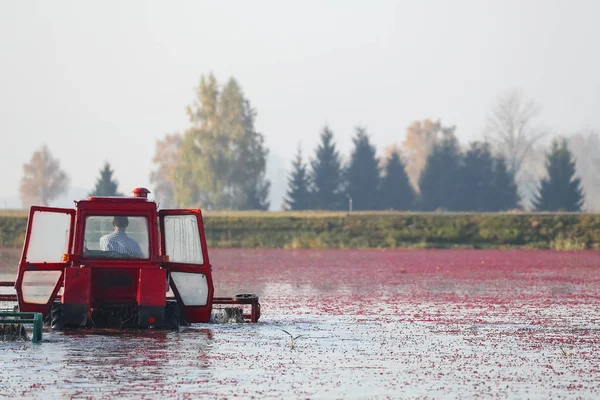 Close Trator Que Remove Cranberries — Fotografia de Stock