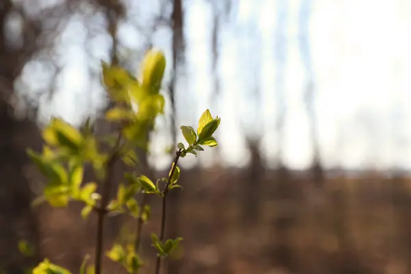 Pequeñas Hojas Verdes Una Rama Árbol Llega Primavera Enfoque Selectivo — Foto de Stock