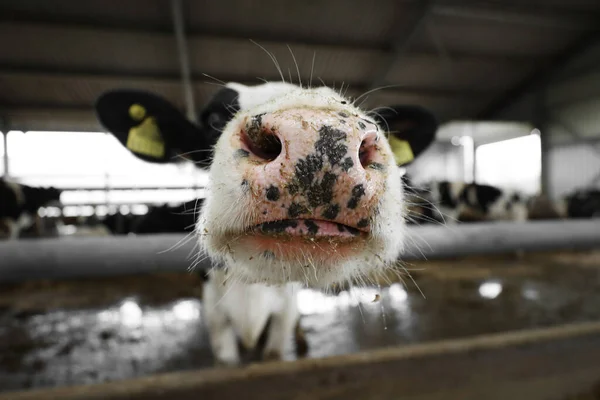 Close-up of a cow's face. Meat and milk production