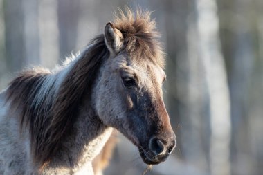 Ormanda otlayan güzel gri vahşi bir atın yakın çekimi.