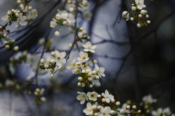 Gros Plan Sur Les Pétales Fleurs Cerisier Blanc — Photo