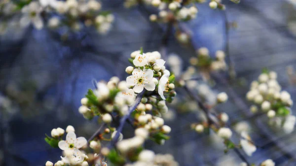 Close-up of white cherry blossom petals