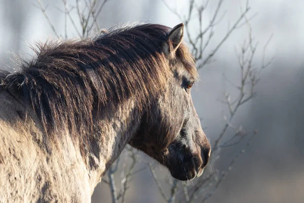 在森林里的一匹美丽的灰色野马的特写 — 图库照片