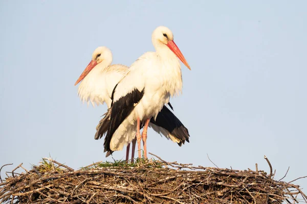 Duas Cegonhas Sentam Ninho Construído Poste — Fotografia de Stock