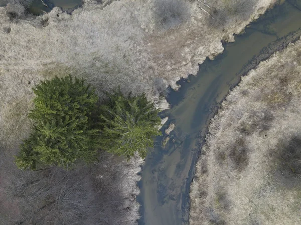 Ένα Μικρό Ποτάμι Στην Όχθη Του Οποίου Φυτρώνουν Έλατα Αεροφωτογραφία — Φωτογραφία Αρχείου