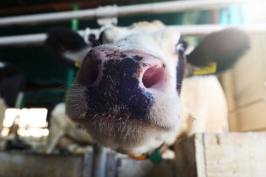 Bir ineğin ağızlık kapağına yakın çekim. Buruna odaklan.