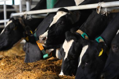 İnekler çiftlikte saman yerler.