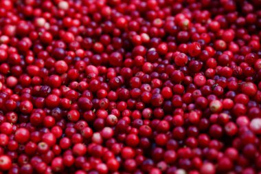 Kırmızı yaban mersinli ormanın yakın çekimi