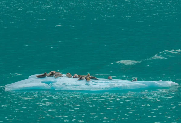Тюлени Лежат Дрейфующей Льдине Океане — стоковое фото