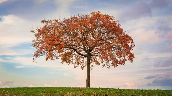 Autumn in her beauty — Stock Photo, Image