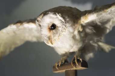 Beyaz Kartal baykuş