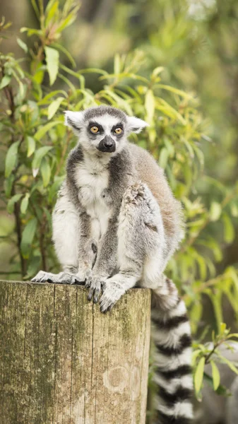 Lemur de Madagascar — Foto de Stock