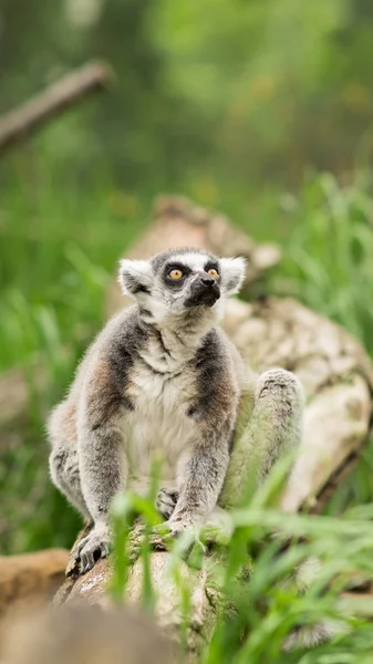 Lemur z Madagaskaru — Stock fotografie