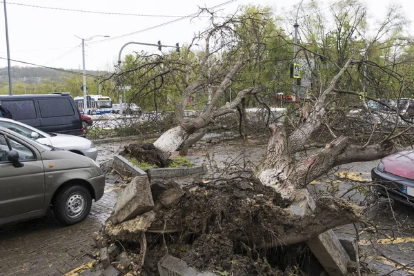 Bäume werden vom Wind gefällt Stockbild