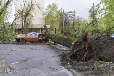 Ağaçlar rüzgar tarafından kesilen