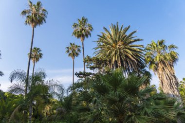 Güzel yeşil San Remo, İtalya