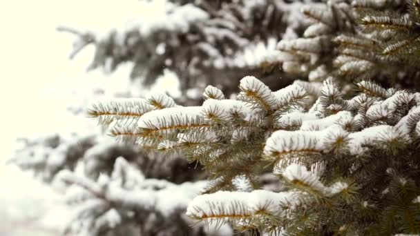Een Lichte Sneeuwval Een Winter Boom — Stockvideo
