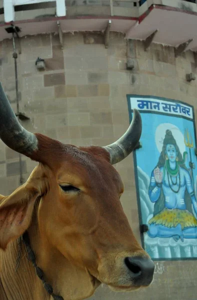 Szent Tehén Gath Varanasi India — Stock Fotó