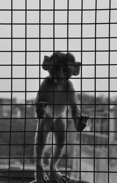 Baby monkey behind the bars, India