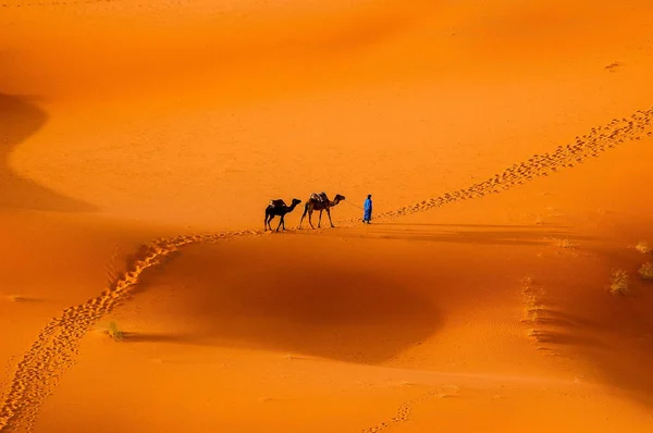Camellos Desierto Del Sahara Marruecos Imagen De Stock