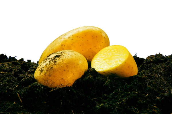 Toprakta patates, bir patates kesimi.
