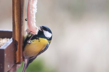 Büyük meme (Parus major) bir kuş besleyicisinin üzerinde oturmuş domuz yağı yiyor.