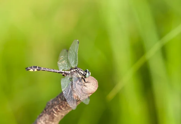 Common Clubtail Dragonfly Gomphus Vulgatissimus Sitting Branch — Stock Photo, Image