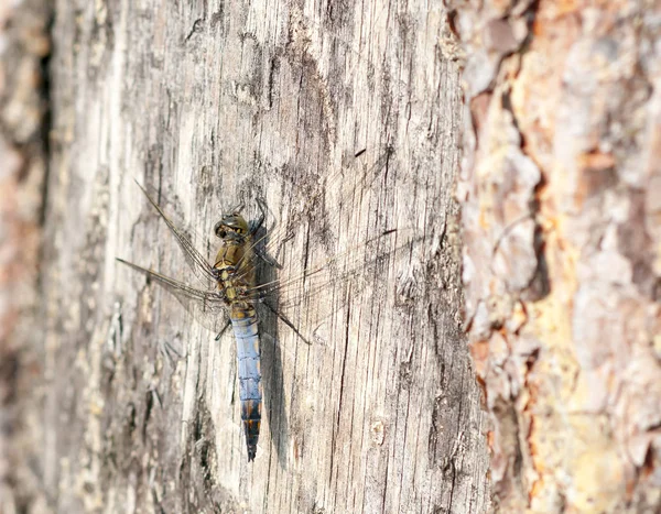 Keeled Skimmer Drageflue Bark Orthetrum Coerulescens Libellulidae Familie – stockfoto