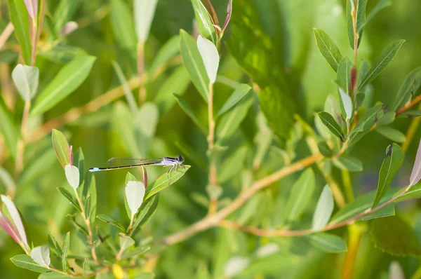 Common Clubtail Dragonfly Gomphus Vulgatissimus Sitting Branch Reflecting Sun — Stock Photo, Image