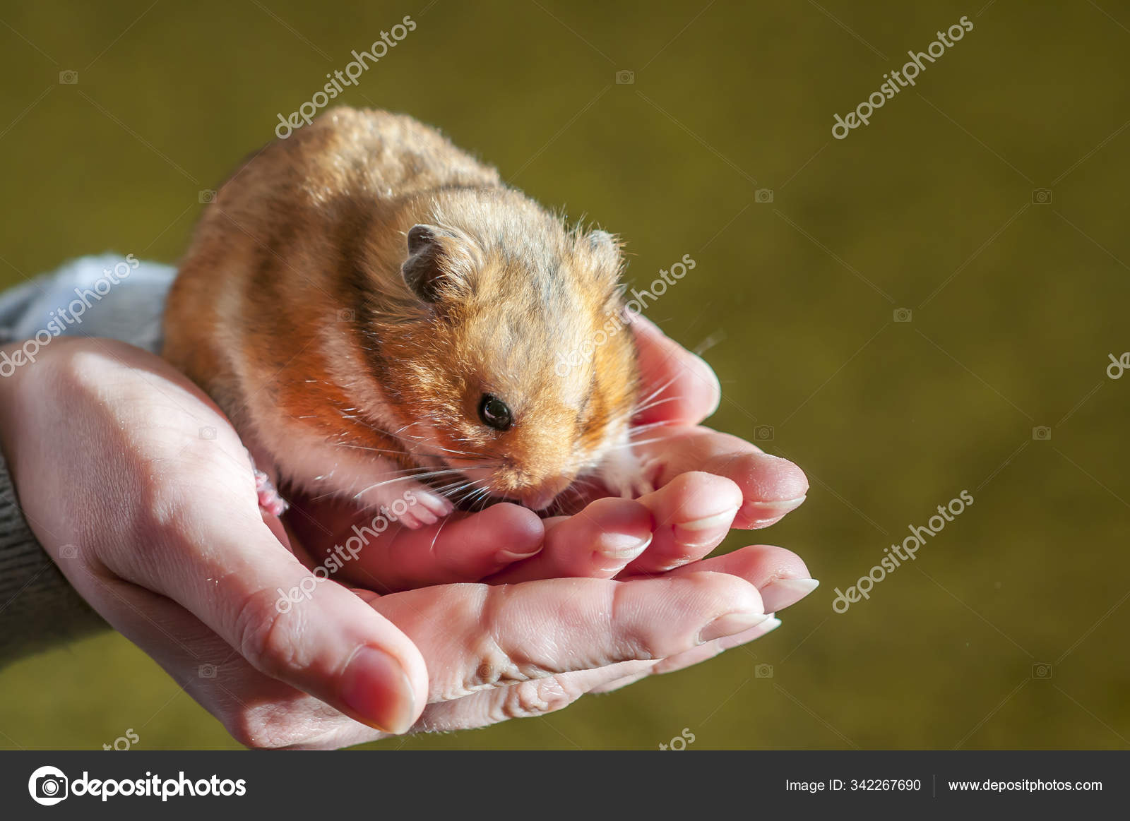 Syrian Hamster (Mesocricetus auratus)