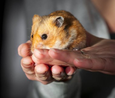 Suriye hamsterı (Mezocricetus auratus) Bir kadının elinde oturan altın hamster
