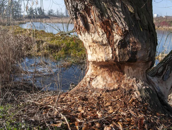 Gnawed Trees, Tree cut by eurasian beaver, Beaver damage.
