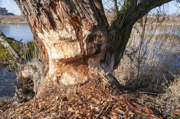 Pohon Gnawed Pohon Dipotong Oleh Berang Berang Eurasia Kerusakan Berang — Stok Foto