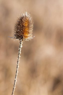 Vahşi çaydanlık ya da dolu çaydanlık, Dipsacus fullonum (Dipsacus sativus sativus))