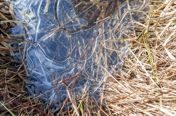 Absztrakt Alakú Jég Felett Fiatal Szárított Nád Növények Egy Tavon — Stock Fotó