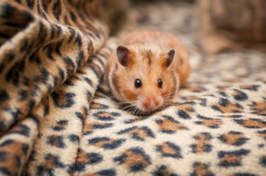 Suriye hamsterı (Mezocricetus auratus) Altın hamster
