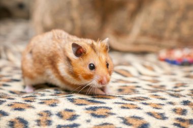 Suriye hamsterı (Mezocricetus auratus) Altın hamster