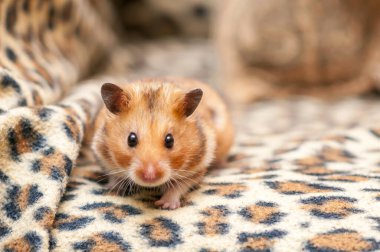 Suriye hamsterı (Mezocricetus auratus) Altın hamster