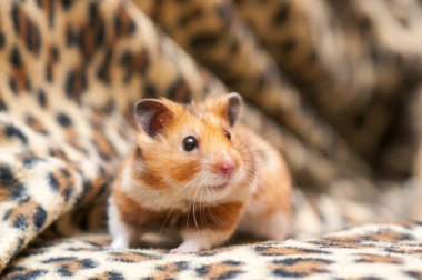 Suriye hamsterı (Mezocricetus auratus) Altın hamster