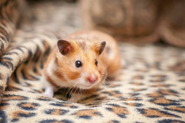 Suriye hamsterı (Mezocricetus auratus) Altın hamster