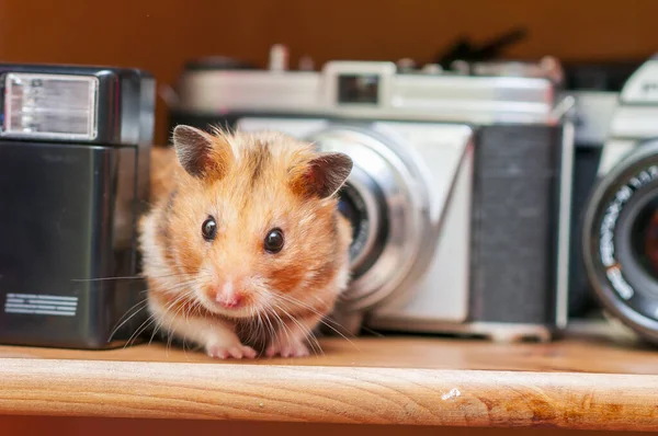 Suriye Hamsterı Mezocricetus Auratus Altın Hamster — Stok fotoğraf