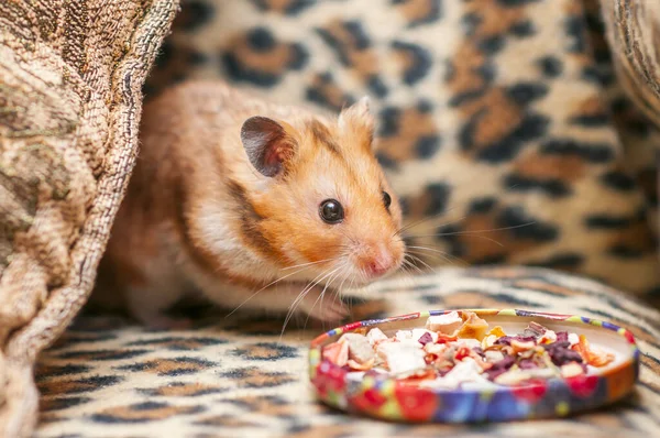 Syrian hamster (Mesocricetus auratus) Golden hamster